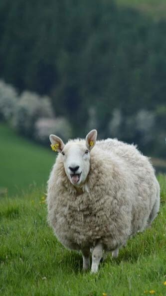 Run android online APK Sheep Wallpaper from MyAndroid or emulate Sheep Wallpaper using MyAndroid Run android online APK Sheep Wallpaper from MyAndroid or emulate Sheep Wallpaper using MyAndroid