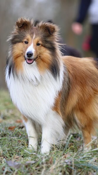Run android online APK Shetland Sheepdog Wallpaper from MyAndroid or emulate Shetland Sheepdog Wallpaper using MyAndroid Run android online APK Shetland Sheepdog Wallpaper from MyAndroid or emulate Shetland Sheepdog Wallpaper using MyAndroid