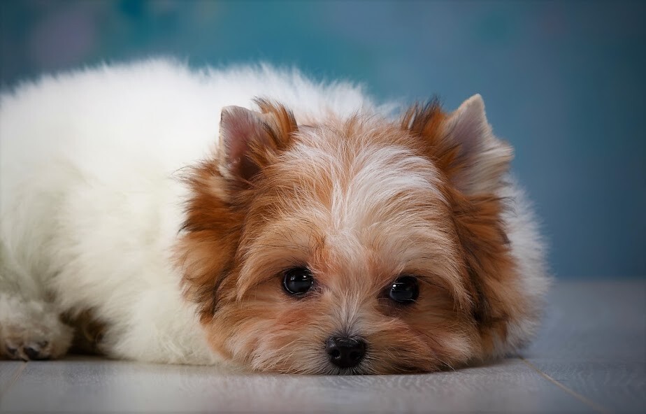 Run android online APK Shih Tzu Dog Wallpapers from MyAndroid or emulate Shih Tzu Dog Wallpapers using MyAndroid Run android online APK Shih Tzu Dog Wallpapers from MyAndroid or emulate Shih Tzu Dog Wallpapers using MyAndroid