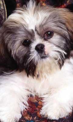 Emulate Android APK Shih Tzu Wallpapers Emulate Android APK Shih Tzu Wallpapers
