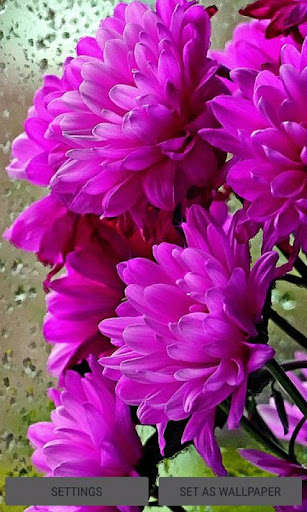 Emulate Android APK Shiny Flowers Live Wallpaper Emulate Android APK Shiny Flowers Live Wallpaper