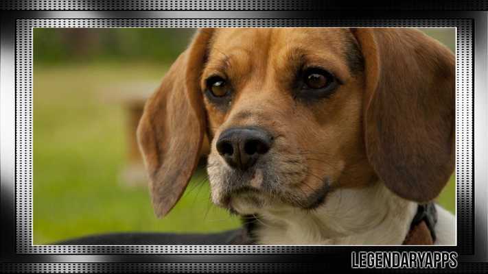 Emulate Android APK Shrek The Aludor Emulate Android APK Shrek The Aludor