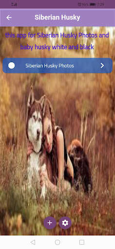 Run android online APK Siberian Husky Photos from MyAndroid or emulate Siberian Husky Photos using MyAndroid Run android online APK Siberian Husky Photos from MyAndroid or emulate Siberian Husky Photos using MyAndroid