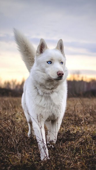 Run android online APK Siberian Husky from MyAndroid or emulate Siberian Husky using MyAndroid Run android online APK Siberian Husky from MyAndroid or emulate Siberian Husky using MyAndroid