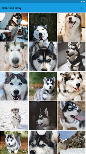 Run android online APK Siberian Husky Wallpapers HD from MyAndroid or emulate Siberian Husky Wallpapers HD using MyAndroid Run android online APK Siberian Husky Wallpapers HD from MyAndroid or emulate Siberian Husky Wallpapers HD using MyAndroid