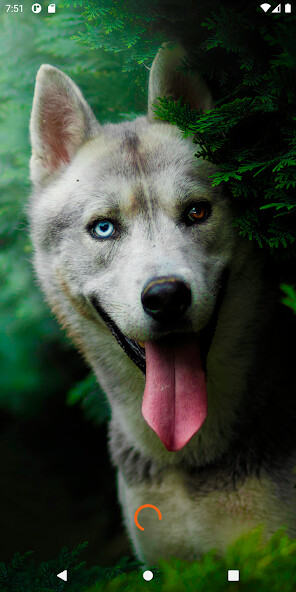 Run android online APK Siberian Husky Wallpapers from MyAndroid or emulate Siberian Husky Wallpapers using MyAndroid Run android online APK Siberian Husky Wallpapers from MyAndroid or emulate Siberian Husky Wallpapers using MyAndroid