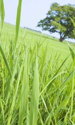 Emulate Android APK Sky Wind Wallpapers Emulate Android APK Sky Wind Wallpapers