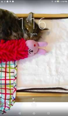 Emulate Android APK Sleeping Kitten Live Wallpaper Emulate Android APK Sleeping Kitten Live Wallpaper