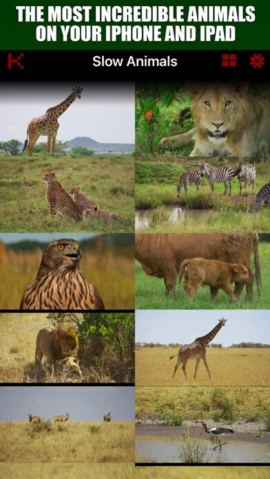 Emulate iPhone app Slow Motion Animals 4K using MyAndroid Emulate iPhone app Slow Motion Animals 4K using MyAndroid