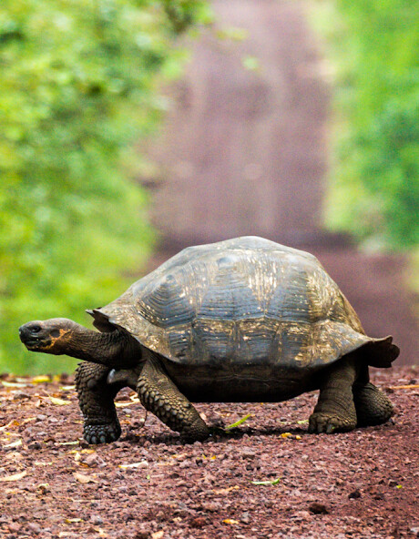 Run android online APK Small Guid For The Turtle from MyAndroid or emulate Small Guid For The Turtle using MyAndroid