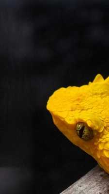 Emulate Android APK Snake App On Screen Live Wallpaper 2018 Magiscreen