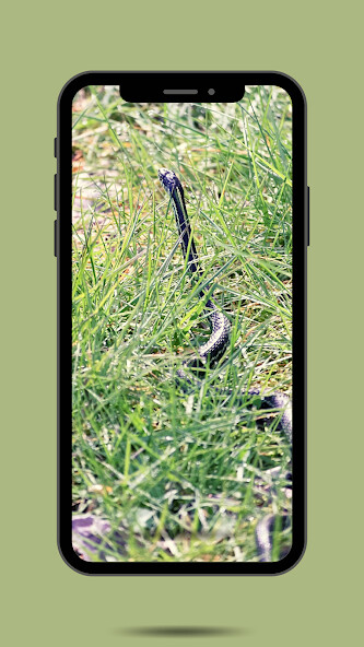 Run android online APK Snake Ringtone from MyAndroid or emulate Snake Ringtone using MyAndroid Run android online APK Snake Ringtone from MyAndroid or emulate Snake Ringtone using MyAndroid