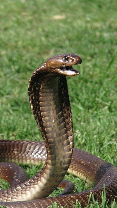 Emulate iPhone app Snake Scare Prank - Prank girls with scary snake using MyAndroid Emulate iPhone app Snake Scare Prank - Prank girls with scary snake using MyAndroid