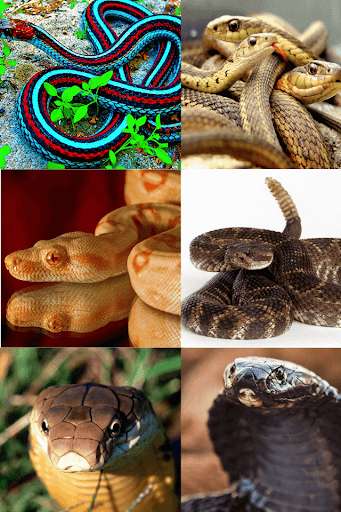 Run android online APK Snakes Free, Images and Wallpapers from MyAndroid or emulate Snakes Free, Images and Wallpapers using MyAndroid