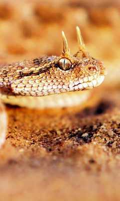 Emulate Android APK Snakes Themes Emulate Android APK Snakes Themes