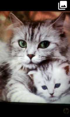Emulate Android APK SnapMeow - Cat Selfie Cam - Emulate Android APK SnapMeow - Cat Selfie Cam -