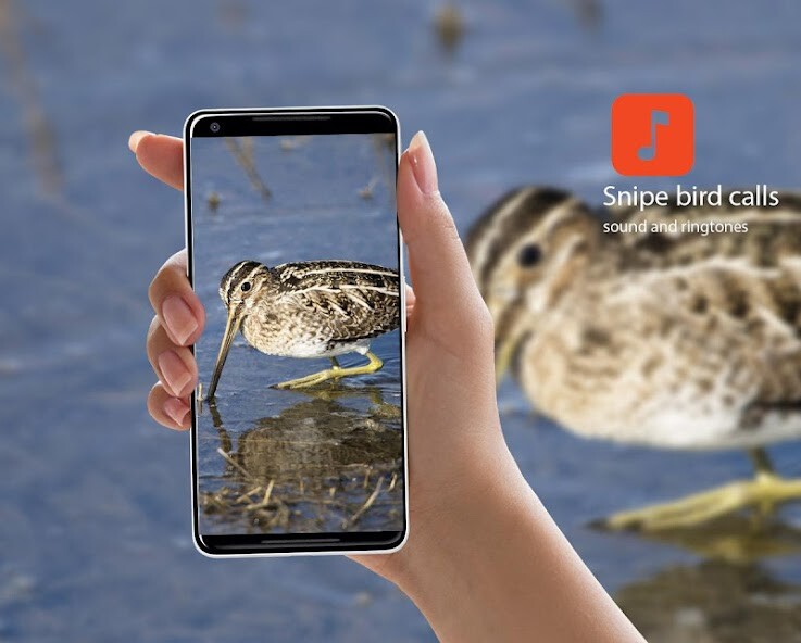 Run android online APK Snipe bird calls from MyAndroid or emulate Snipe bird calls using MyAndroid