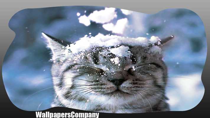 Emulate Android APK Snow Cat Wallpaper Emulate Android APK Snow Cat Wallpaper