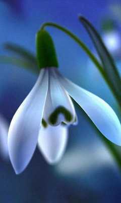 Emulate Android APK Snow Drops Jigsaw Puzzles
