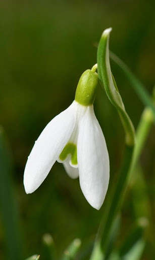 Run android online APK Snowdrop Wallpaper from MyAndroid or emulate Snowdrop Wallpaper using MyAndroid