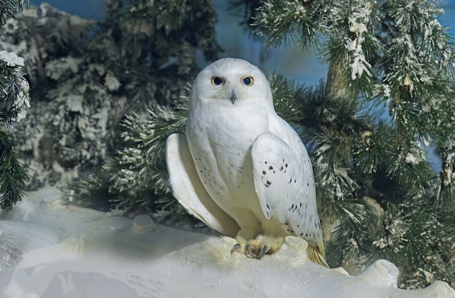 Run android online APK Snowy Owl Wallpapers from MyAndroid or emulate Snowy Owl Wallpapers using MyAndroid Run android online APK Snowy Owl Wallpapers from MyAndroid or emulate Snowy Owl Wallpapers using MyAndroid
