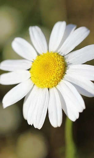 Run android online APK Solar daisy from MyAndroid or emulate Solar daisy using MyAndroid Run android online APK Solar daisy from MyAndroid or emulate Solar daisy using MyAndroid