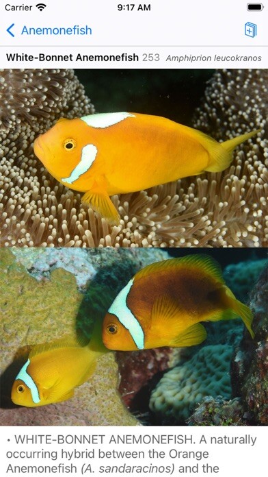 Emulate iPhone app Solomon Islands Fish ID using MyAndroid Emulate iPhone app Solomon Islands Fish ID using MyAndroid