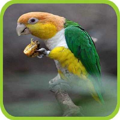 Emulate Android APK Son oiseaux