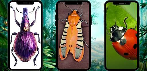 Run android online APK sound of natural insect from MyAndroid or emulate sound of natural insect using MyAndroid Run android online APK sound of natural insect from MyAndroid or emulate sound of natural insect using MyAndroid