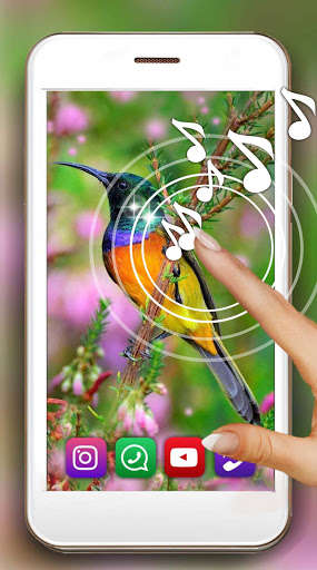 Run android online APK Sounds of birds from MyAndroid or emulate Sounds of birds using MyAndroid