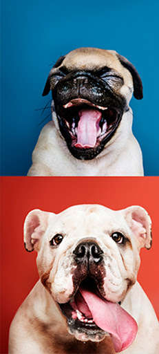 Run android online APK Sounds of Dogs Barking and Crying from MyAndroid or emulate Sounds of Dogs Barking and Crying using MyAndroid Run android online APK Sounds of Dogs Barking and Crying from MyAndroid or emulate Sounds of Dogs Barking and Crying using MyAndroid