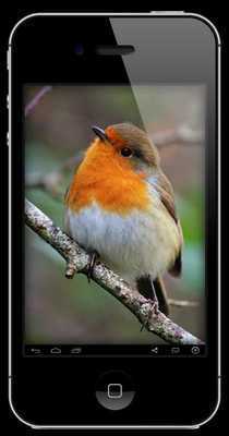 Emulate Android APK Sounds of Robin Bird Emulate Android APK Sounds of Robin Bird