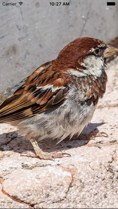 Emulate iPhone app Sparrow Sounds - Free Sounds using MyAndroid Emulate iPhone app Sparrow Sounds - Free Sounds using MyAndroid