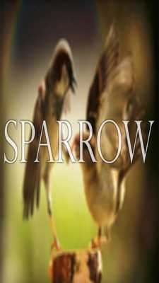 Emulate Android APK Sparrow Wallpaper HD Complete Emulate Android APK Sparrow Wallpaper HD Complete