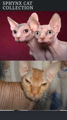 Emulate Android APK Sphynx Cat Gallery Emulate Android APK Sphynx Cat Gallery
