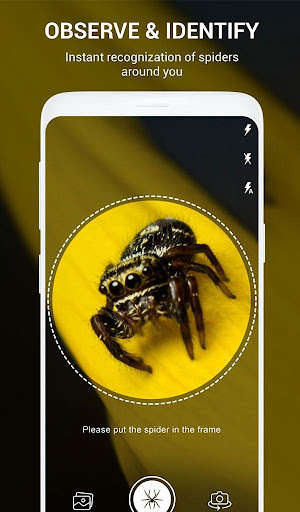Run android online APK Spider Identifier App by Photo from MyAndroid or emulate Spider Identifier App by Photo using MyAndroid