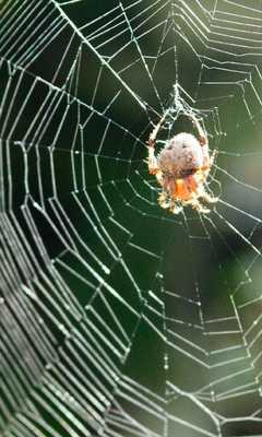 Emulate Android APK Spiders and Cobwebs Themes