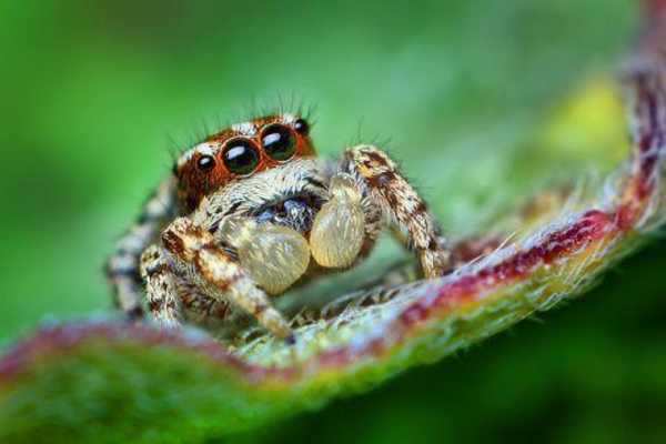 Emulate Android APK Spider Wallpaper LWP Emulate Android APK Spider Wallpaper LWP