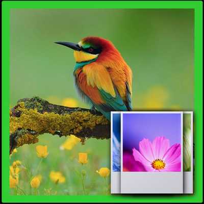 Emulate Android APK Spring Birds Wallpaper Emulate Android APK Spring Birds Wallpaper