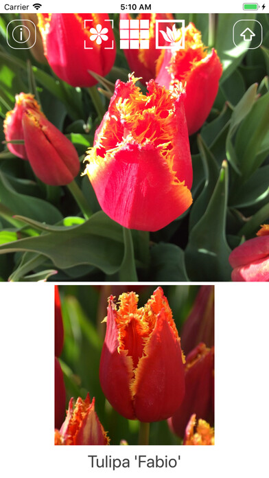 Emulate iPhone app Spring Bulbs using MyAndroid Emulate iPhone app Spring Bulbs using MyAndroid