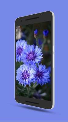 Emulate Android APK Spring Flowers Live Emulate Android APK Spring Flowers Live