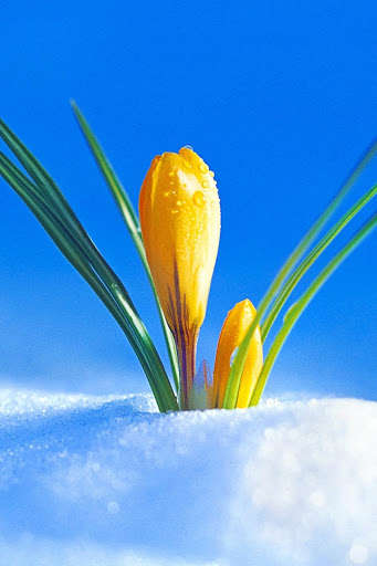 Run android online APK Spring Wallpaper HD : backgrounds & themes from MyAndroid or emulate Spring Wallpaper HD : backgrounds & themes using MyAndroid