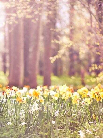 Emulate Android APK Spring Wallpapers HD Emulate Android APK Spring Wallpapers HD