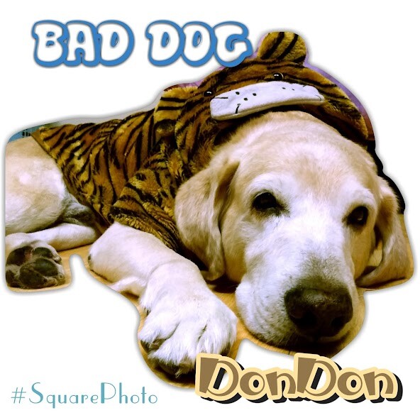Run android online APK Square Photo(No Crop) from MyAndroid or emulate Square Photo(No Crop) using MyAndroid Run android online APK Square Photo(No Crop) from MyAndroid or emulate Square Photo(No Crop) using MyAndroid