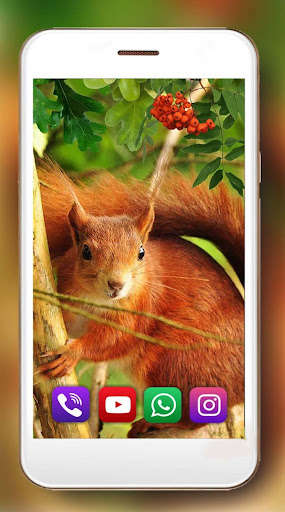 Run android online APK Squirrel Cute Live Wallpaper from MyAndroid or emulate Squirrel Cute Live Wallpaper using MyAndroid Run android online APK Squirrel Cute Live Wallpaper from MyAndroid or emulate Squirrel Cute Live Wallpaper using MyAndroid
