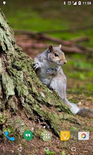 Emulate Android APK Squirrel Live Wallpaper Emulate Android APK Squirrel Live Wallpaper