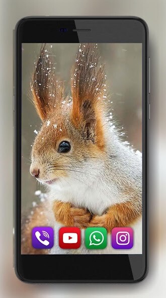 Run android online APK Squirrel LWP from MyAndroid or emulate Squirrel LWP using MyAndroid Run android online APK Squirrel LWP from MyAndroid or emulate Squirrel LWP using MyAndroid