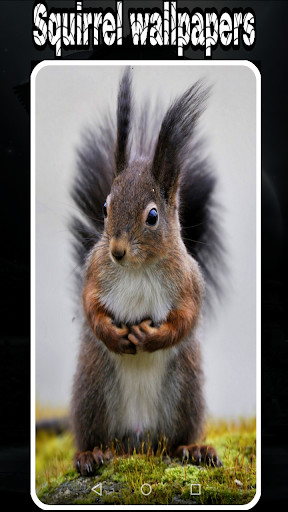 Run android online APK squirrel wallpaper HD 4K from MyAndroid or emulate squirrel wallpaper HD 4K using MyAndroid