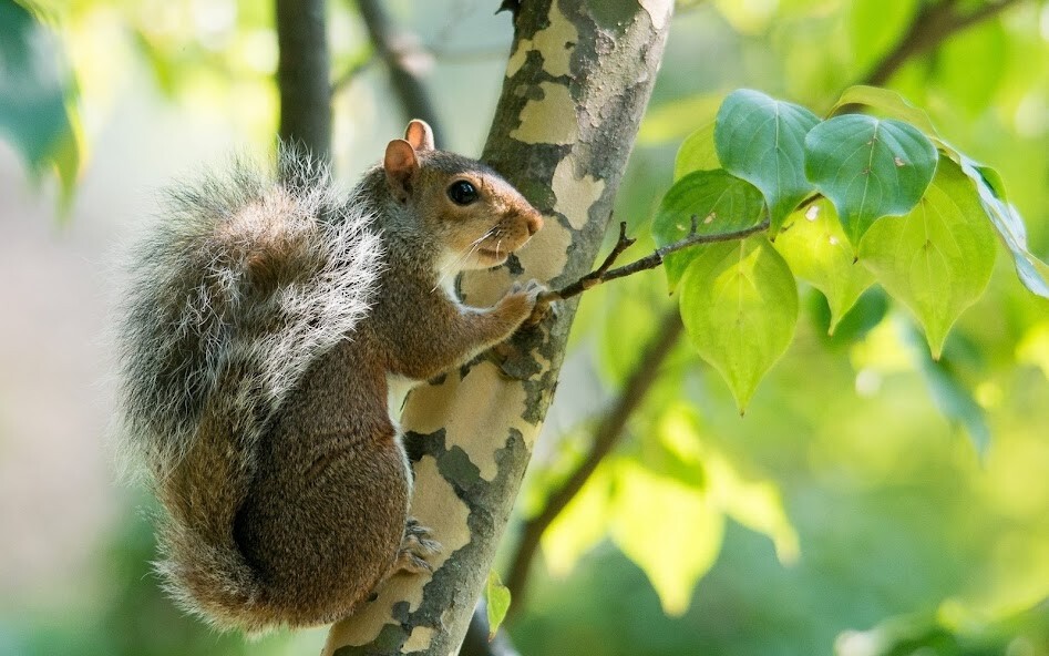 Run android online APK Squirrel Wallpaper HD from MyAndroid or emulate Squirrel Wallpaper HD using MyAndroid Run android online APK Squirrel Wallpaper HD from MyAndroid or emulate Squirrel Wallpaper HD using MyAndroid