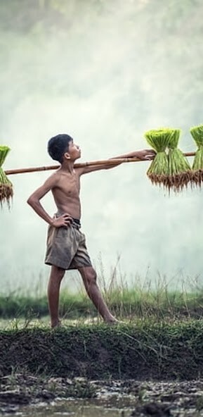 Run android online APK SSV Greens from MyAndroid or emulate SSV Greens using MyAndroid